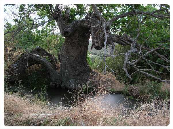 Castaño y Alberca 2004